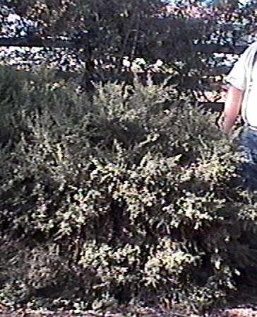 Baccharis pilularis pilularis Twin Peaks