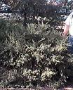 Baccharis pilularis pilularis Twin Peaks