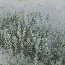 Atriplex californica