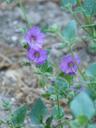 Mirabilis californica