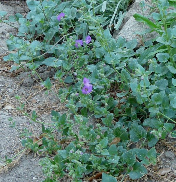 Mirabilis californica