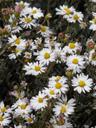 Corethrogyne filaginifolia