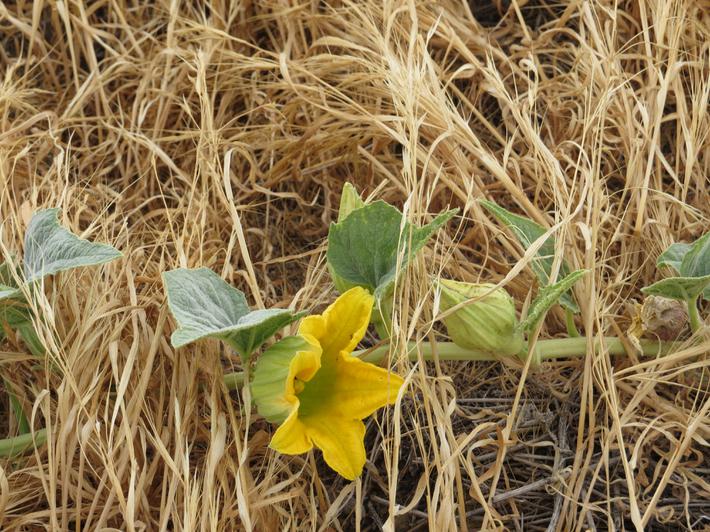 Cucurbita foetidissima