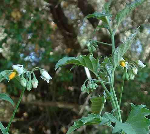 Solanum douglasii