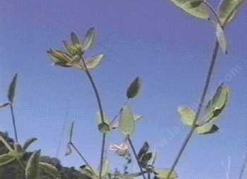 Lotus purshianus