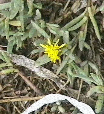 Jaumea carnosa