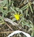 Jaumea carnosa