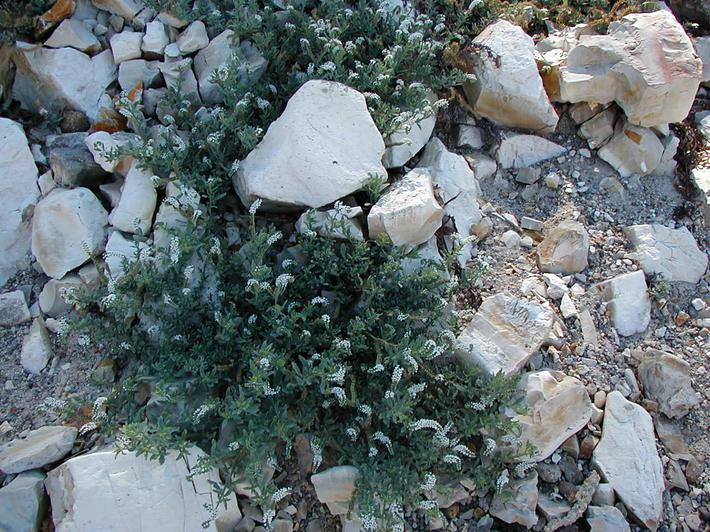Heliotropium curassavicum