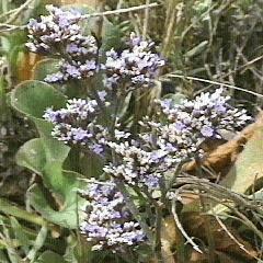 Limonium californicum