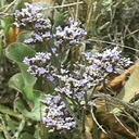 Limonium californicum