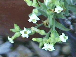 Nicotiana trigonophylla