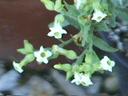 Nicotiana trigonophylla