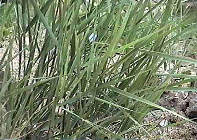 Leymus mollis mollis