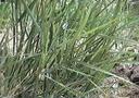 Leymus mollis mollis