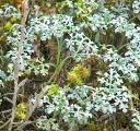 Franseria chamissonis bipinnatisecta