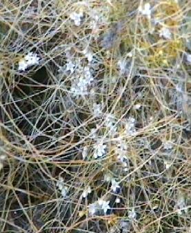 Cuscuta salina