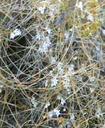 Cuscuta salina