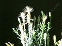 Ericameria brachylepis