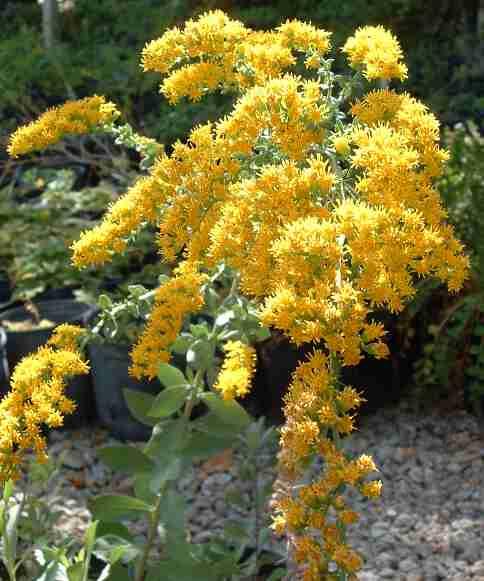 Solidago canadensis elongata