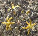 Bloomeria crocea aurea