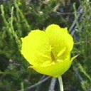 Calochortus weedii
