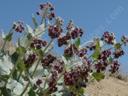 Asclepias californica