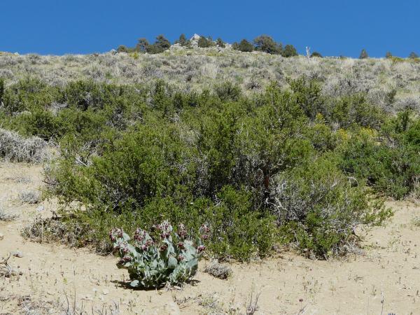 Asclepias californica