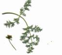 Lomatium utriculatum