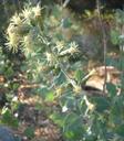 Brickellia grandiflora
