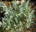 Artemisia ludoviciana