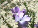 Leptodactylon californicum tomentosum