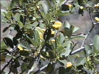 Rhamnus californica tomentella