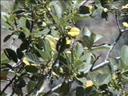 Rhamnus californica tomentella
