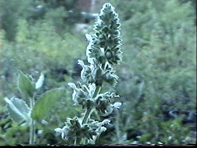 Stachys albens