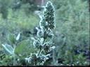 Stachys albens