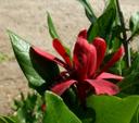 Calycanthus occidentalis
