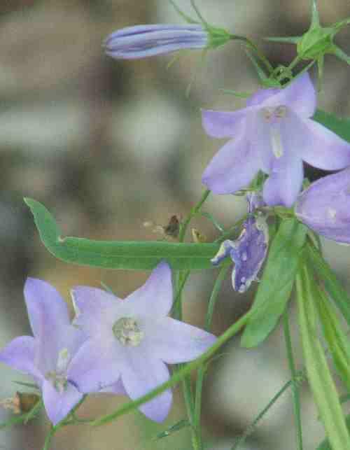 Campanula rotundifolia