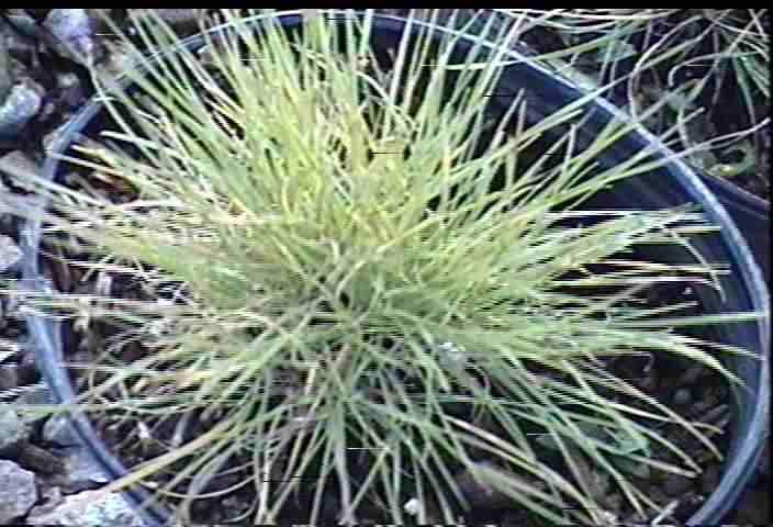 Hordeum brachyantherum californicum