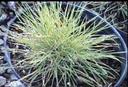 Hordeum brachyantherum californicum