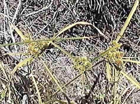 Cyperus eragrostis