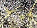 Cyperus eragrostis