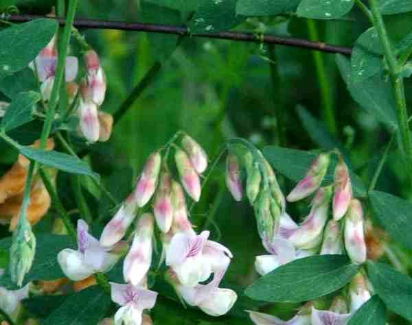 Lathyrus vestitus