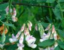 Lathyrus vestitus