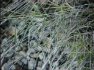 Agrostis pallens