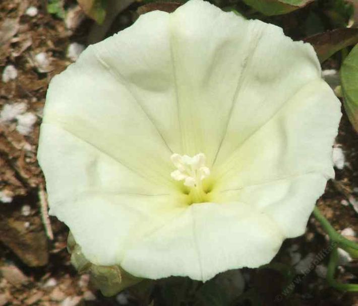 Calystegia subacaulis ssp. episcopalis