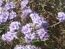 Phacelia tanacetifolia