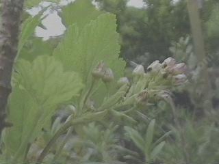 Ribes viscosissium Hallii