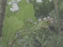 Ribes viscosissium Hallii