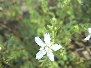 Horkelia parryi
