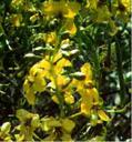 Cassia armata